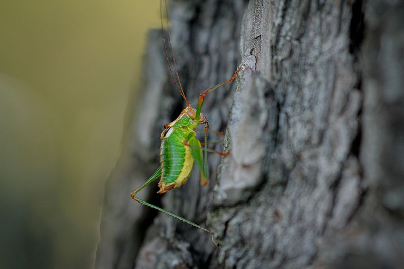 Struiksprinkhaan - Leptophyes punctatissima