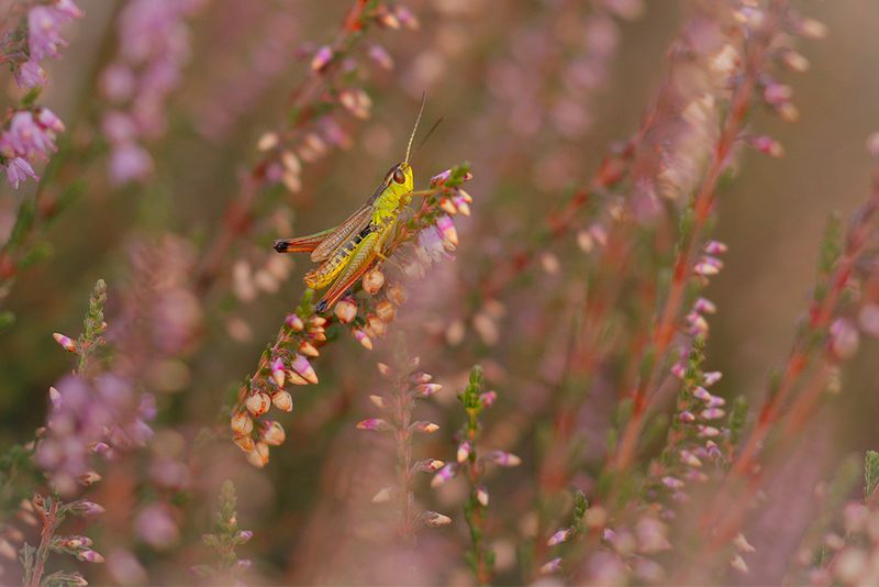 Krasser - Pseudochorthippus parallelelus