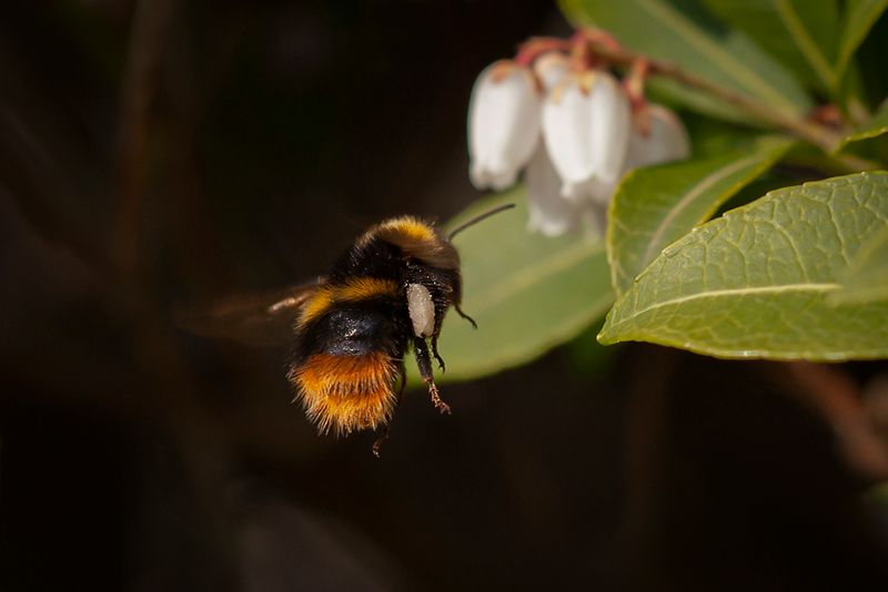 Weidehommel - Bombus Pratorum