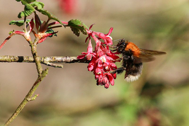 Boomhommel - Bombus hypnorum
