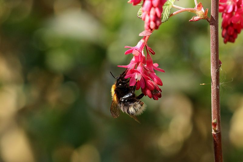 Boomhommel - Bombus hypnorum