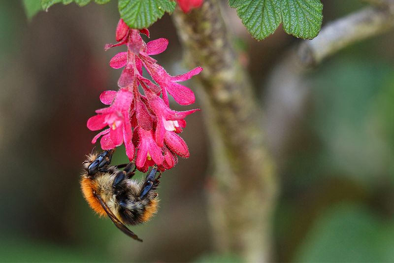 Hommels - Bumble bee- soorten