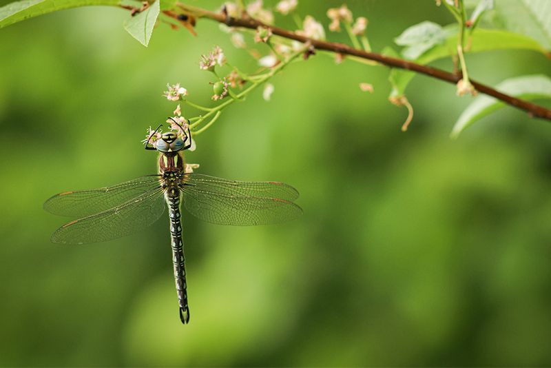 Glassnijder - Brachytron pratense ♂