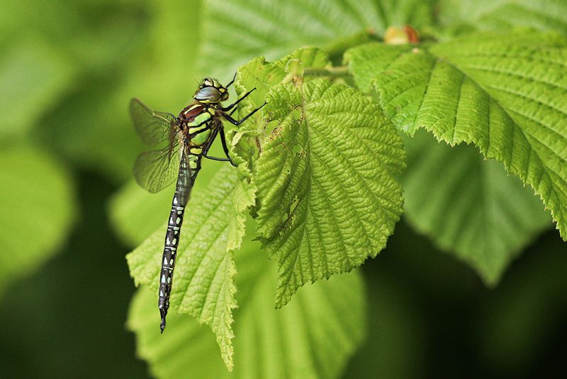 Glassnijder - Brachytron pratense ♂