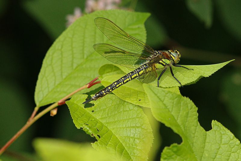 Glassnijder - Brachytron pratense ♀