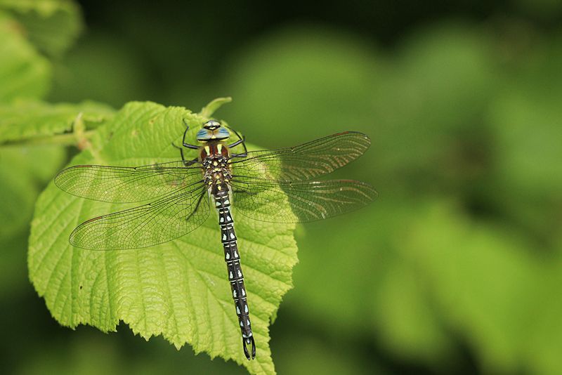 Glassnijder - Brachytron pratense