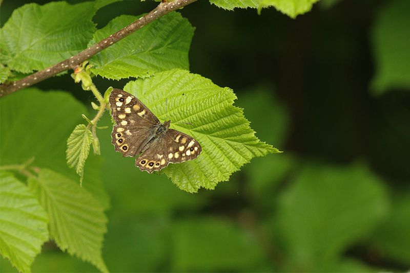 Bont zandoogje (Pararge aegeria)