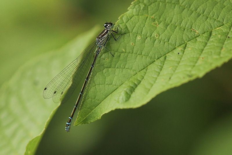 Azuurwaterjuffer -Coenagrion puella
