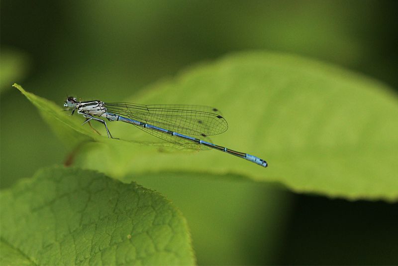 Azuurwaterjuffer -Coenagrion puella