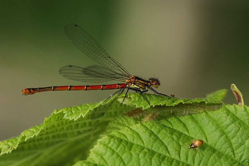 Vuurjuffer -Pyrrhosoma nymphula