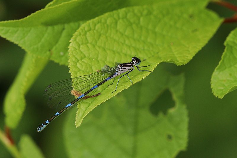 Variabele waterjuffer- Coenagrion pulchellum