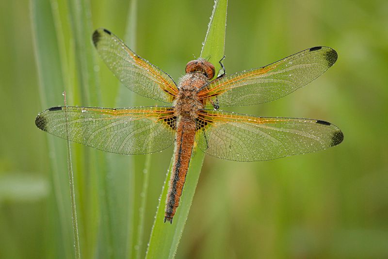 Bruine korenbout ♂