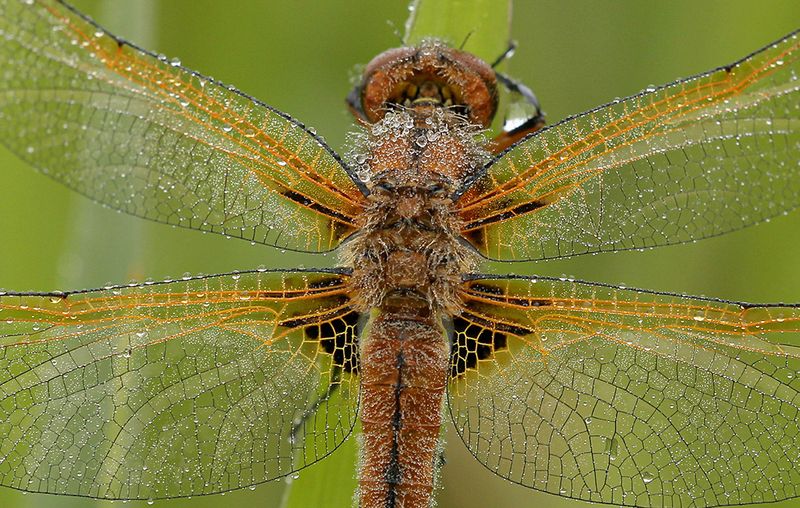 Bruine korenbout - Libellula fulva