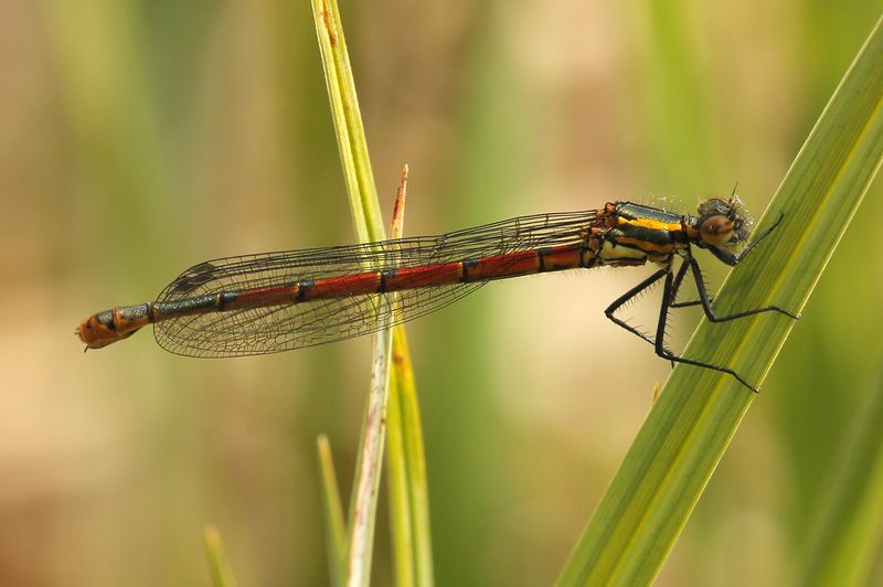 Vuurjuffer -Pyrrhosoma nymphula