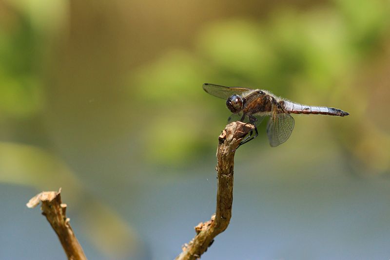 Bruine korenbout - Libellula fulva