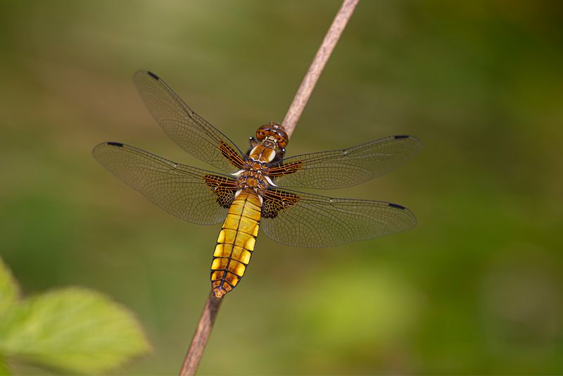Platbuik - Libellula depressa