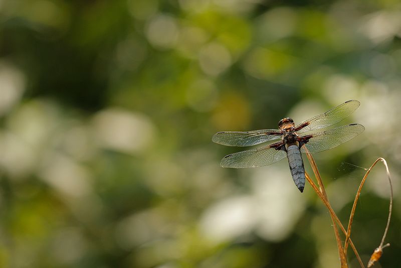 Platbuik - Libellula depressa ♂
