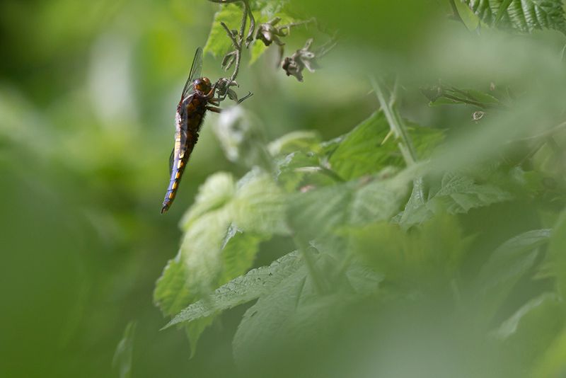 Platbuik - Libellula depressa