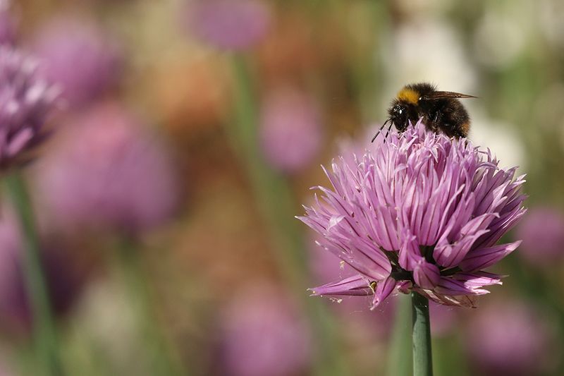 Hommels - Bumble bee- soorten
