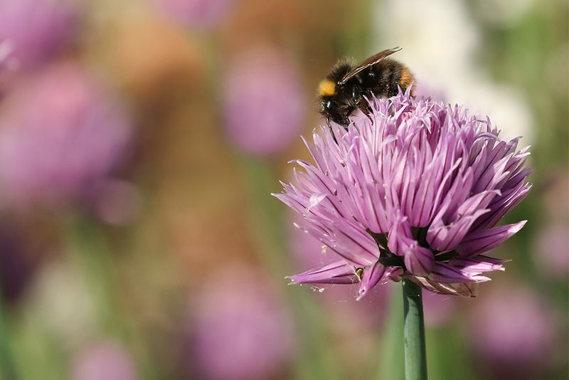 Weidehommel - Bombus Pratorum