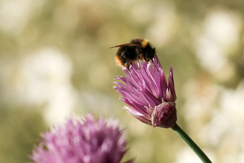 Weidehommel - Bombus Pratorum