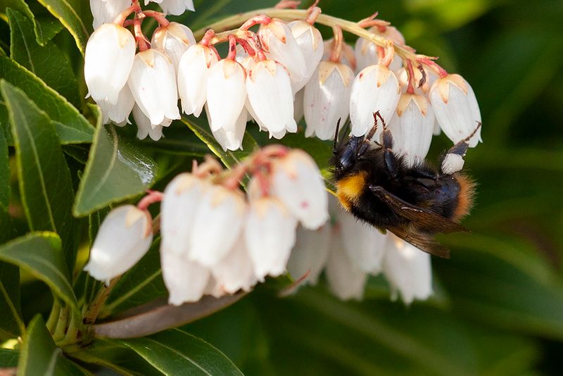 Hommels - Bumble bee- soorten