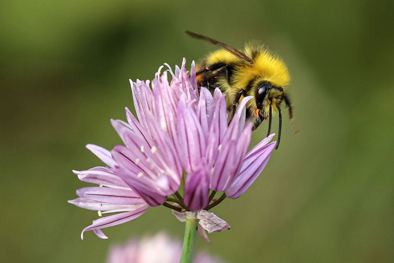 Weidehommel - Bombus Pratorum ♂