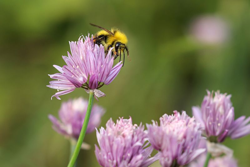 Weidehommel - Bombus Pratorum ♂