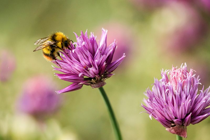 Weidehommel - Bombus Pratorum ♂