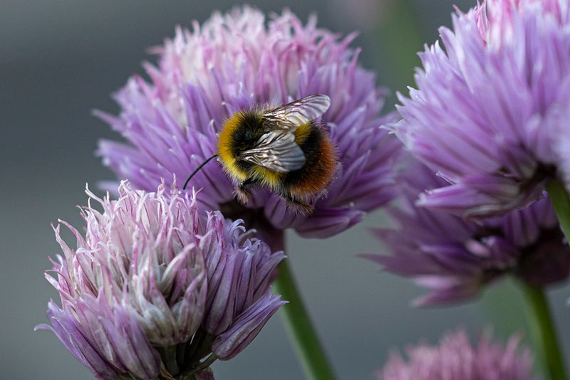 Weidehommel - Bombus Pratorum ♂