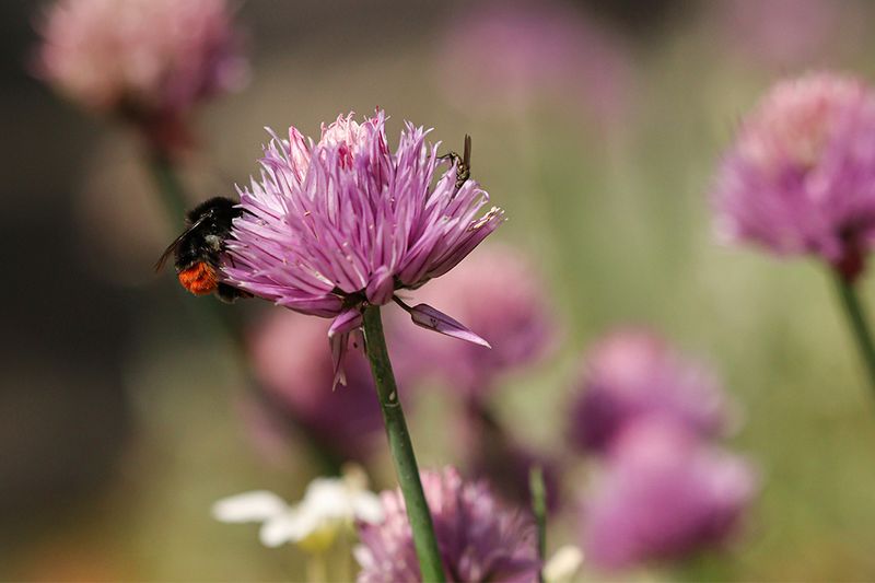 Steenhommel - Bombus lapidarius