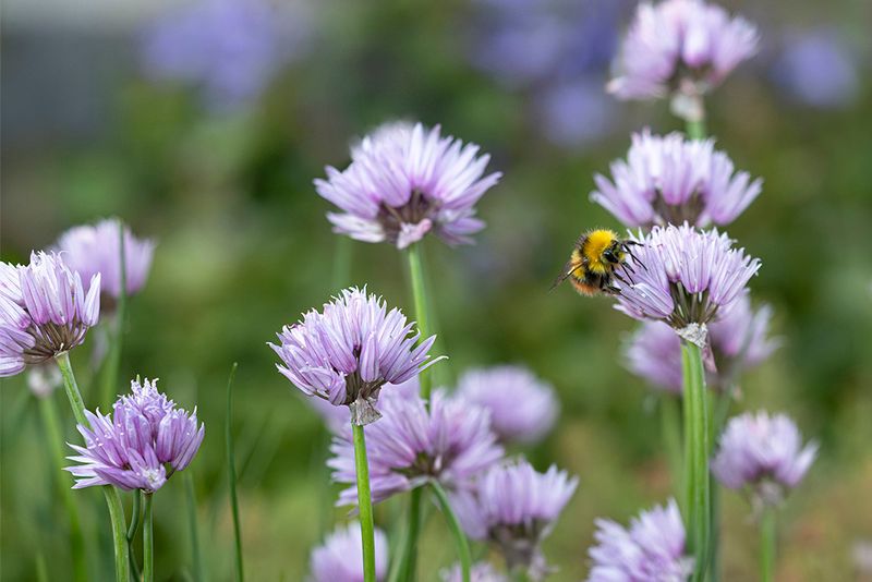 Weidehommel - Bombus Pratorum ♂