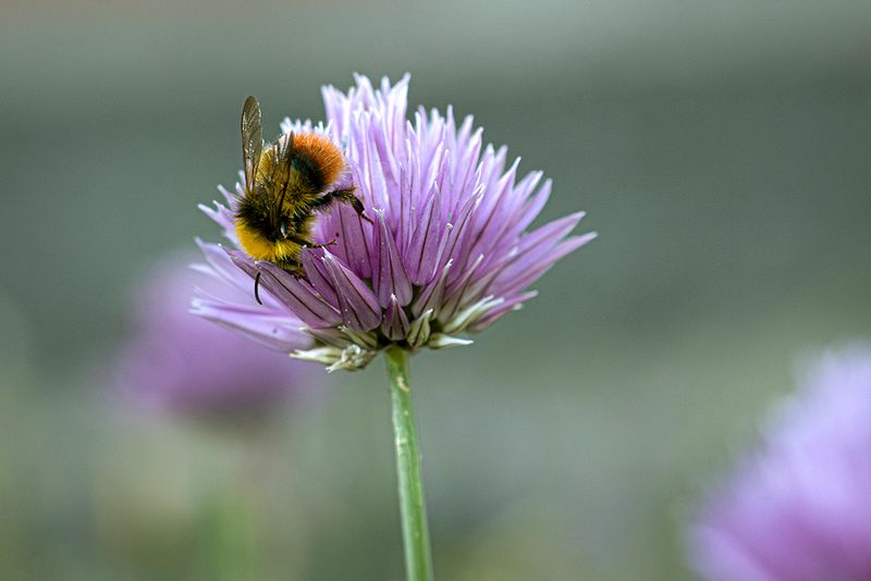 Weidehommel - Bombus Pratorum ♂