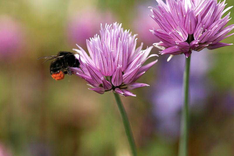 Steenhommel - Bombus lapidarius