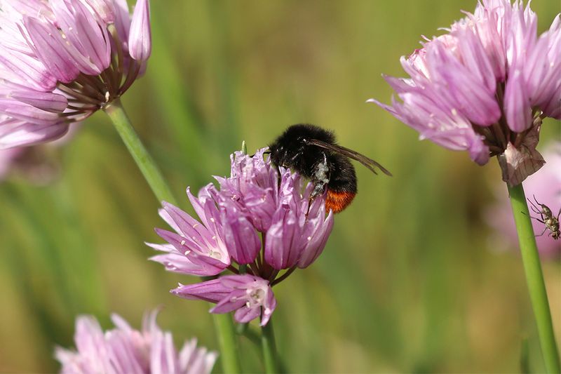 Steenhommel - Bombus lapidarius