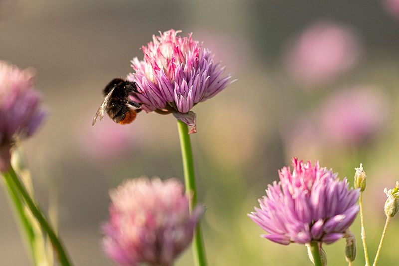 Steenhommel - Bombus lapidarius