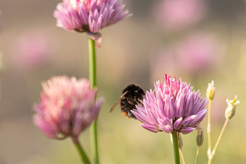  Steenhommel - Bombus lapidarius