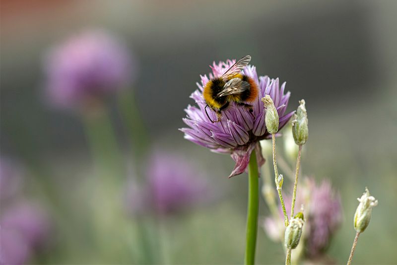 Weidehommel - Bombus Pratorum ♂
