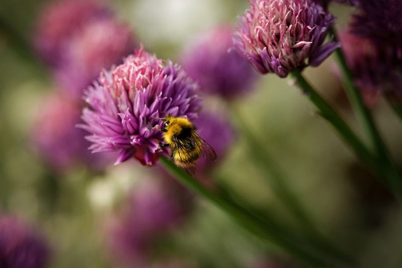 Hommels - Bumble bee- soorten