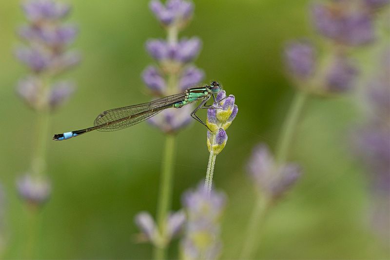 Lantaarntje  - Ischnura elegans ♂