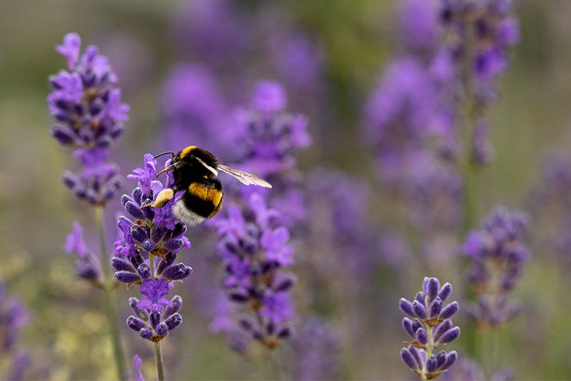 Hommels - Bumble bee- soorten