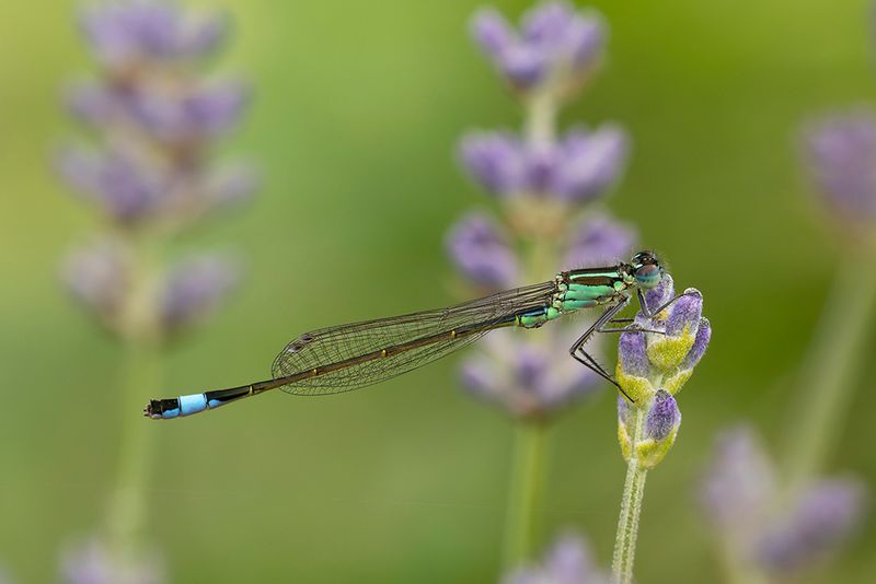Lantaarntje - Ischnura elegans