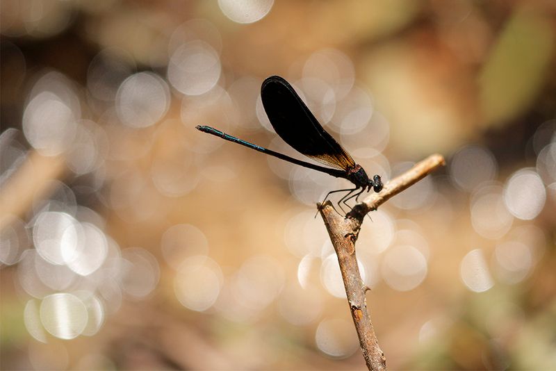 Koperen beekjuffer -Calopteryx haemorrhiodalis