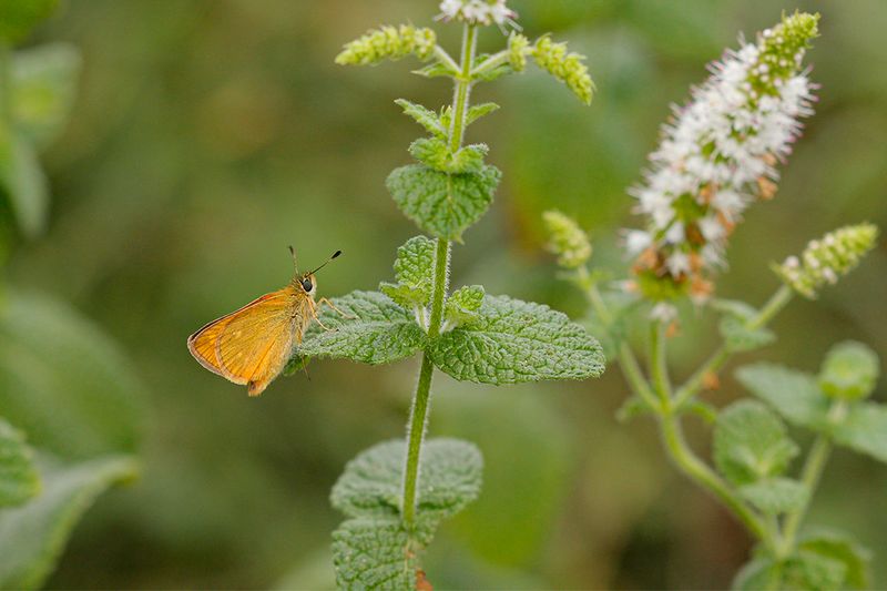 Groot dikkopje (Ochlodes sylvanus)