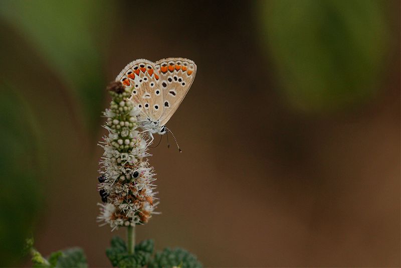 Icarusblauwtje (Polyommatus icarus)