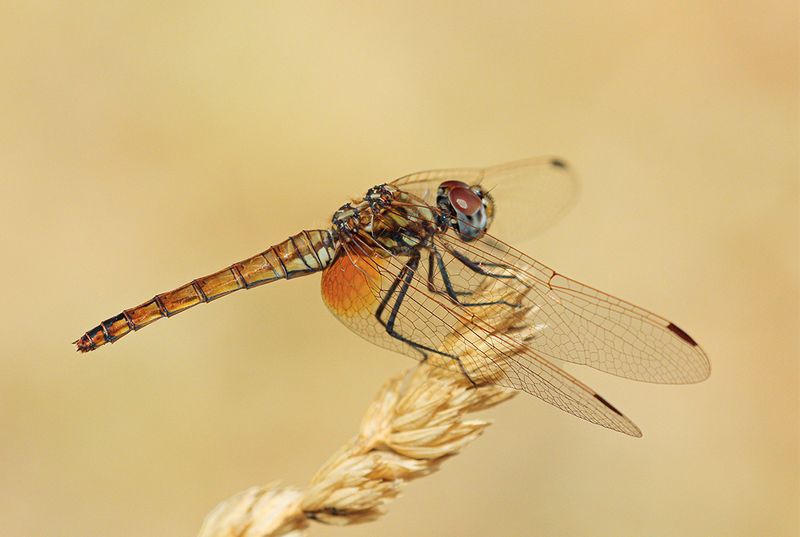 Purperlibel - Trithemis annulata ♀