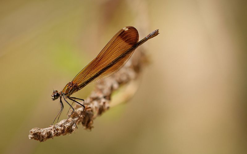 Koperen beekjuffer -Calopteryx haemorrhiodalis