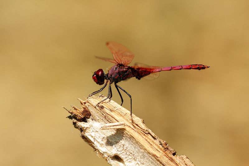 Purperlibel - Trithemis annulata ♂
