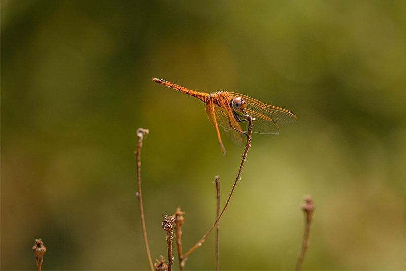 Purperlibel -Trithemis annulata  