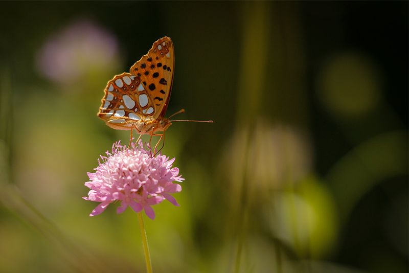 Kleine parelmoervlinder (Issoria lathonia)